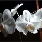 Orchide 2