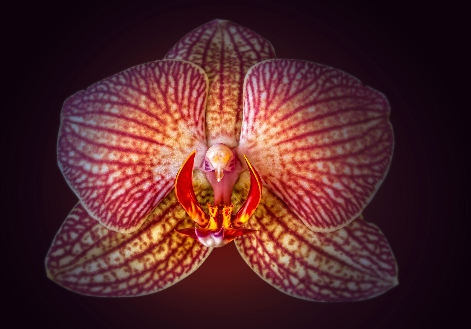 ORCHIDE