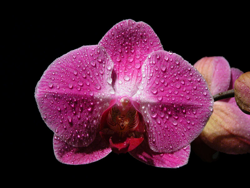 Orchide