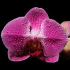 Orchide