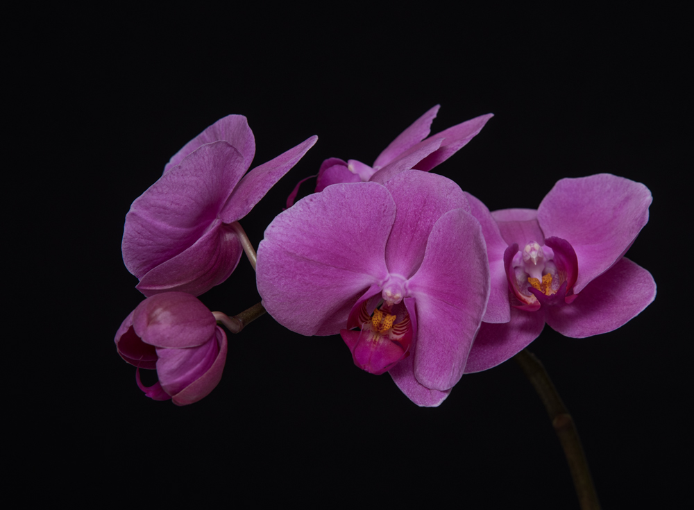 Orchide