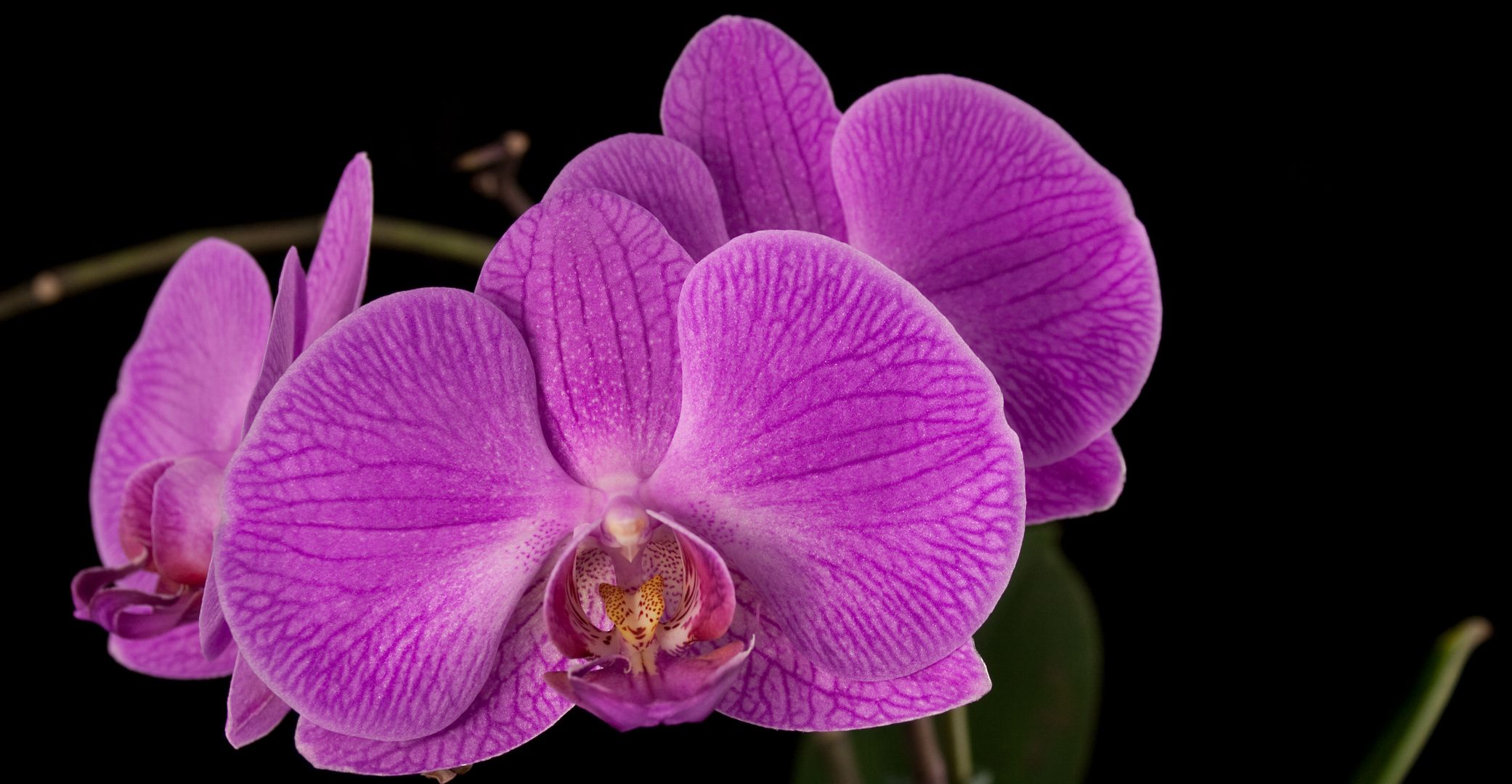 Orchide