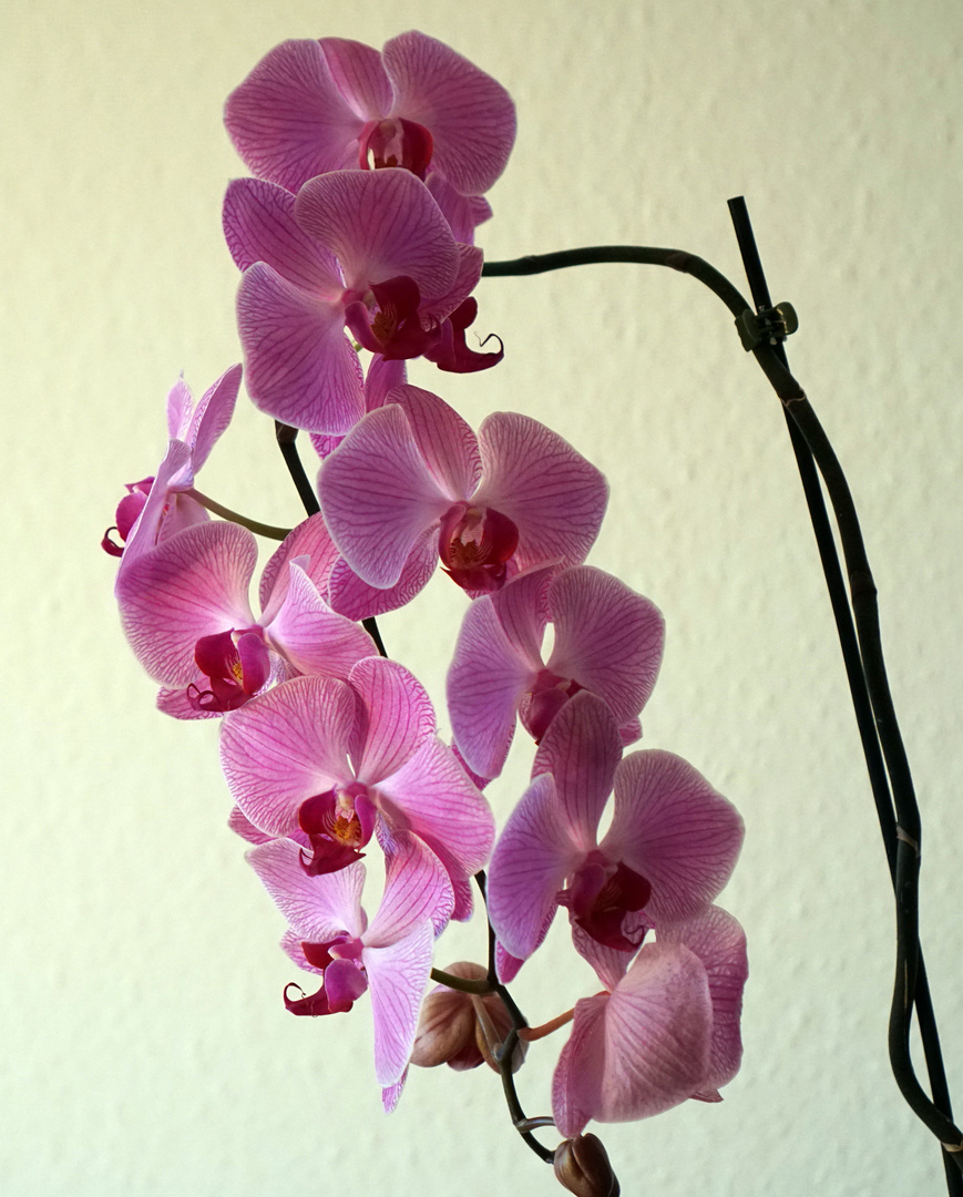 Orchide