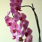 Orchide