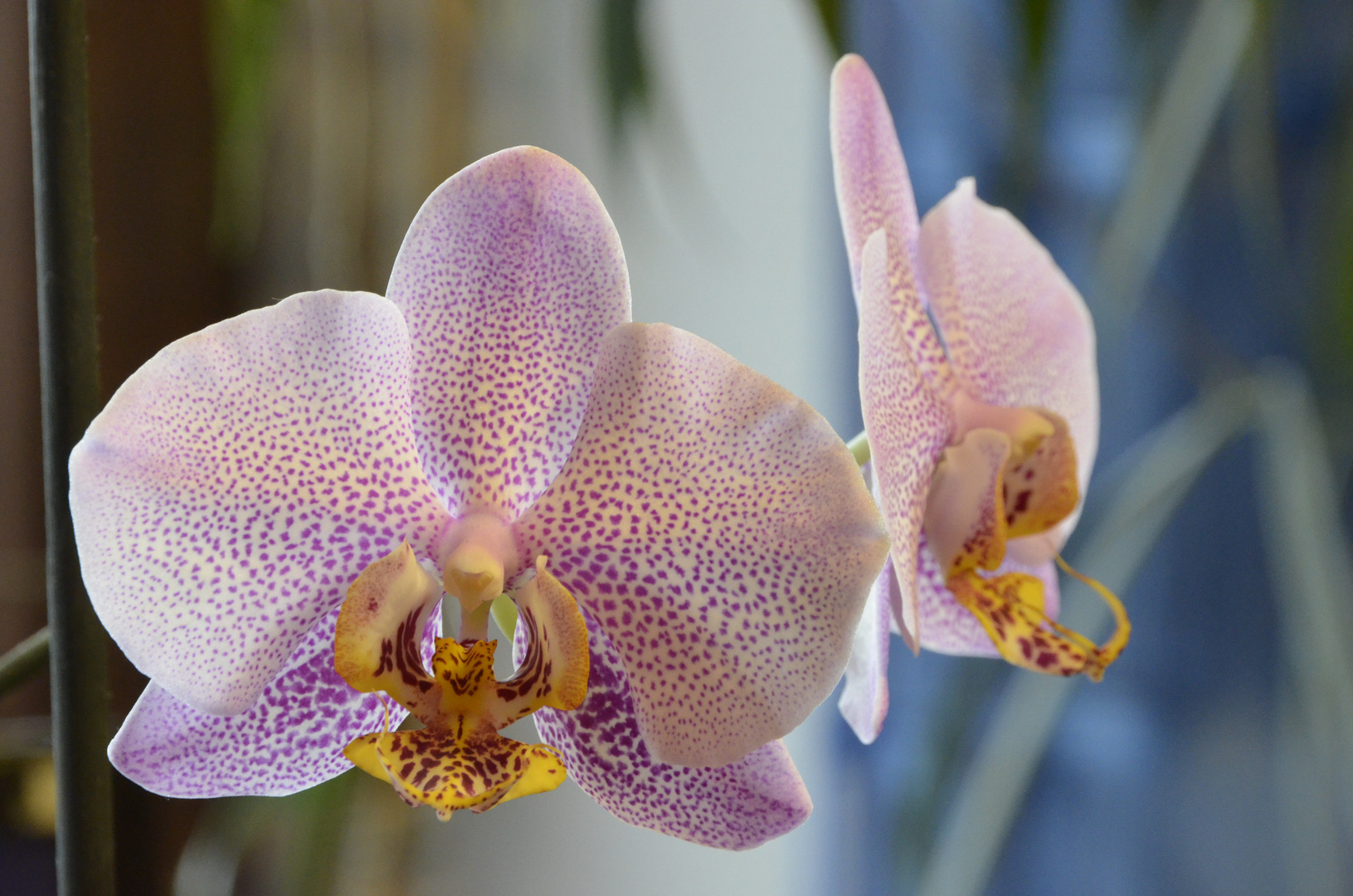 Orchide