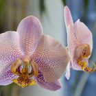 Orchide