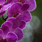 Orchide