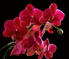 Orchide