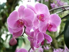 Orchide