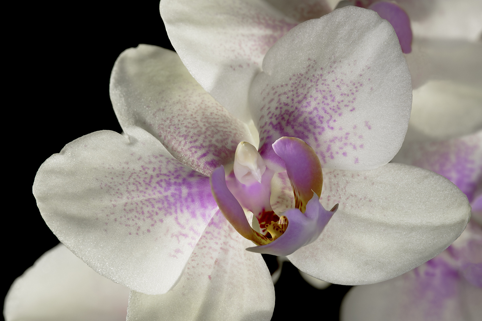 Orchide