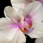 Orchide