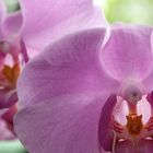 Orchide