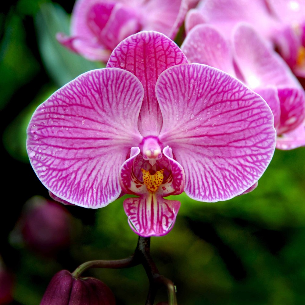 Orchide