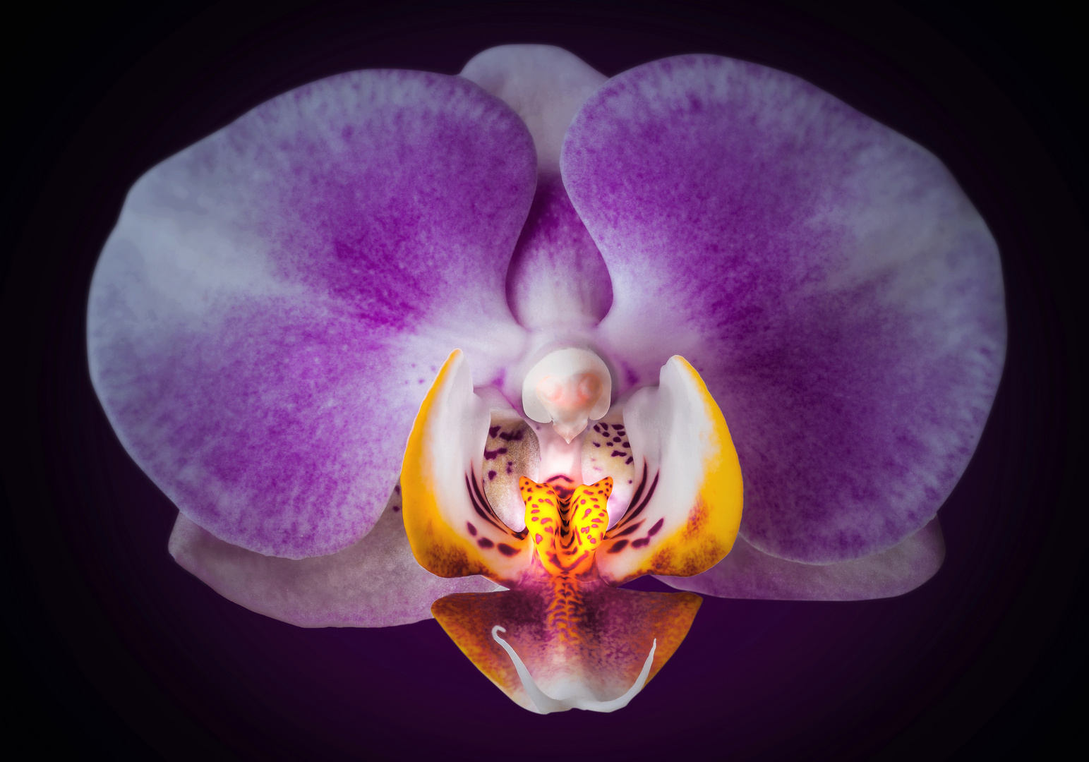 ORCHIDE