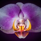 ORCHIDE