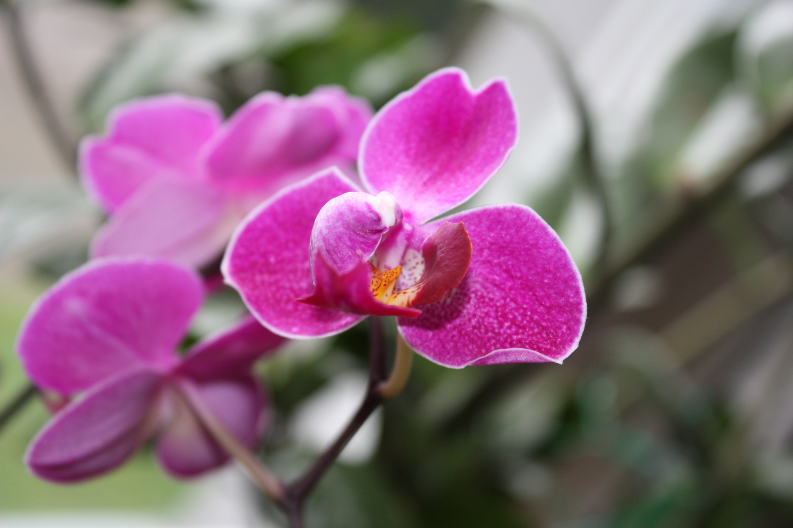 Orchide