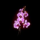 Orchide