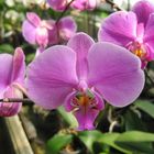 Orchidé