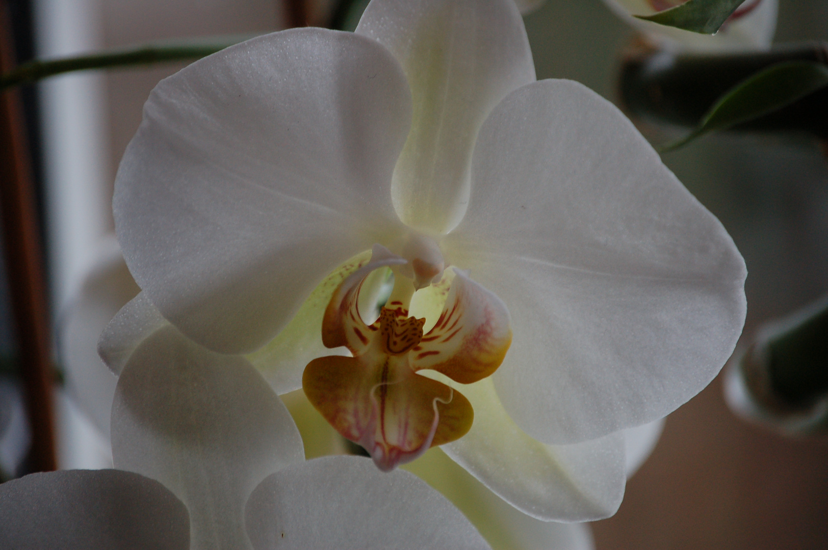 Orchide, die 3