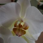 Orchide, die 3