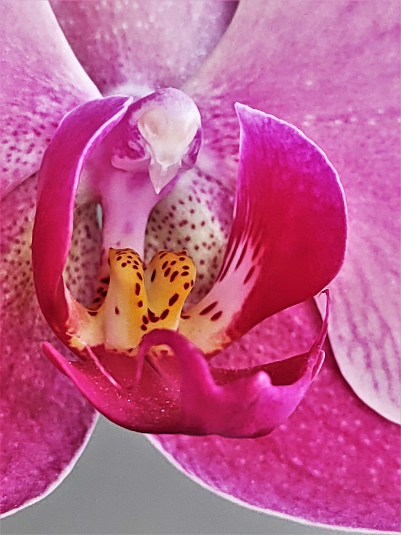 Orchide (Doritae nopsis) mit Handy Fotografiert