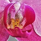 Orchide (Doritae nopsis) mit Handy Fotografiert