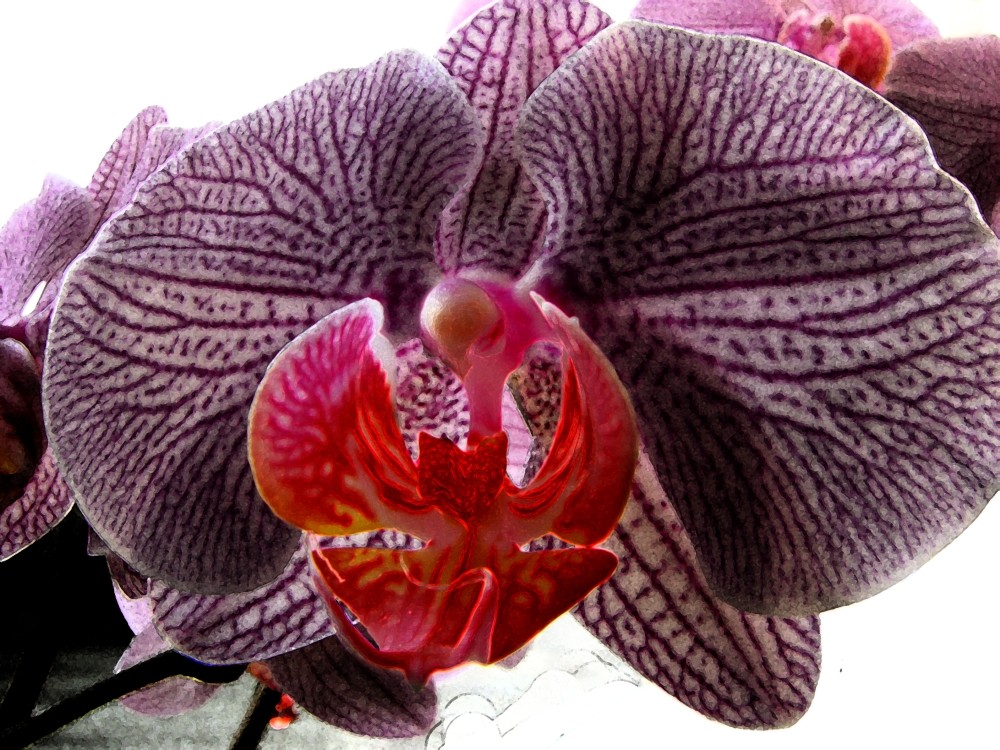 Orchide