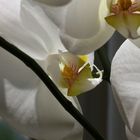 orchidé enchevêtrée