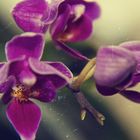 Orchide!
