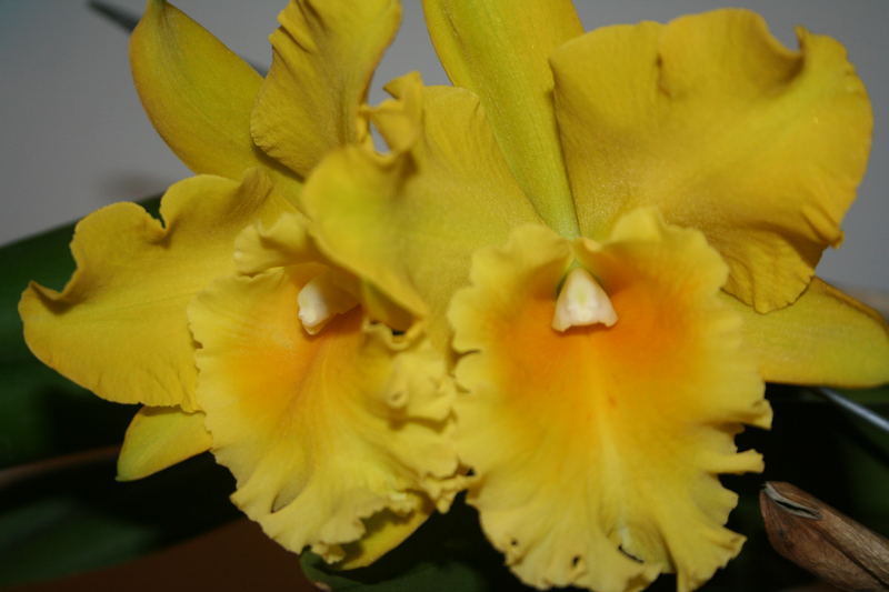 Orchide gelb 01