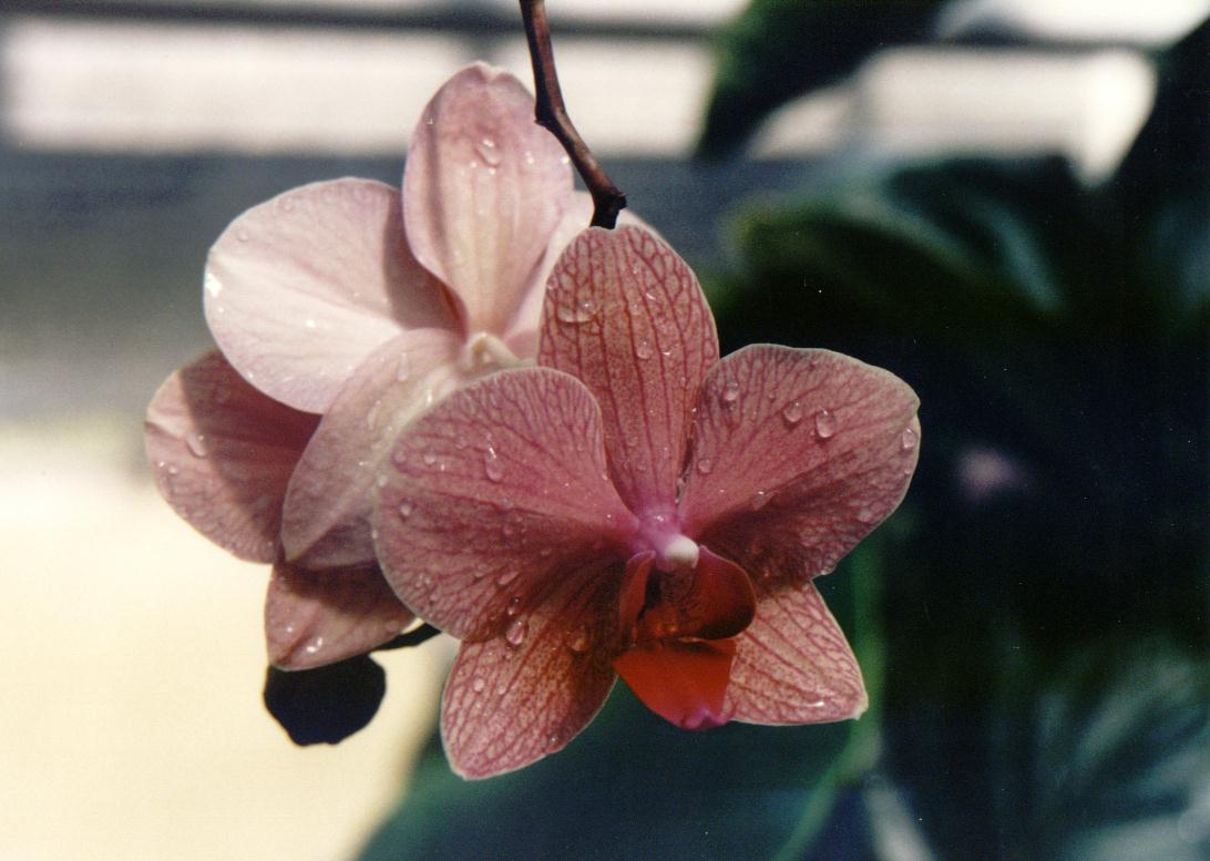 orchide im botanischem garten berlin