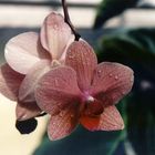 orchide im botanischem garten berlin