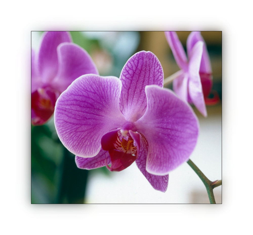 Orchide im Rahmen