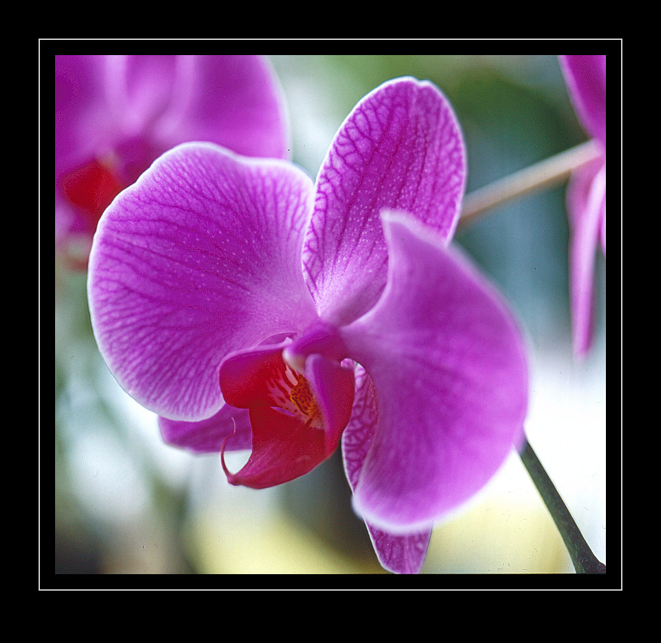 Orchide im Rahmen (black)