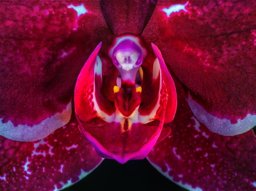 Orchide Macro