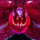 Orchide Macro