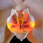 Orchide Macro