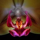 Orchide Macro