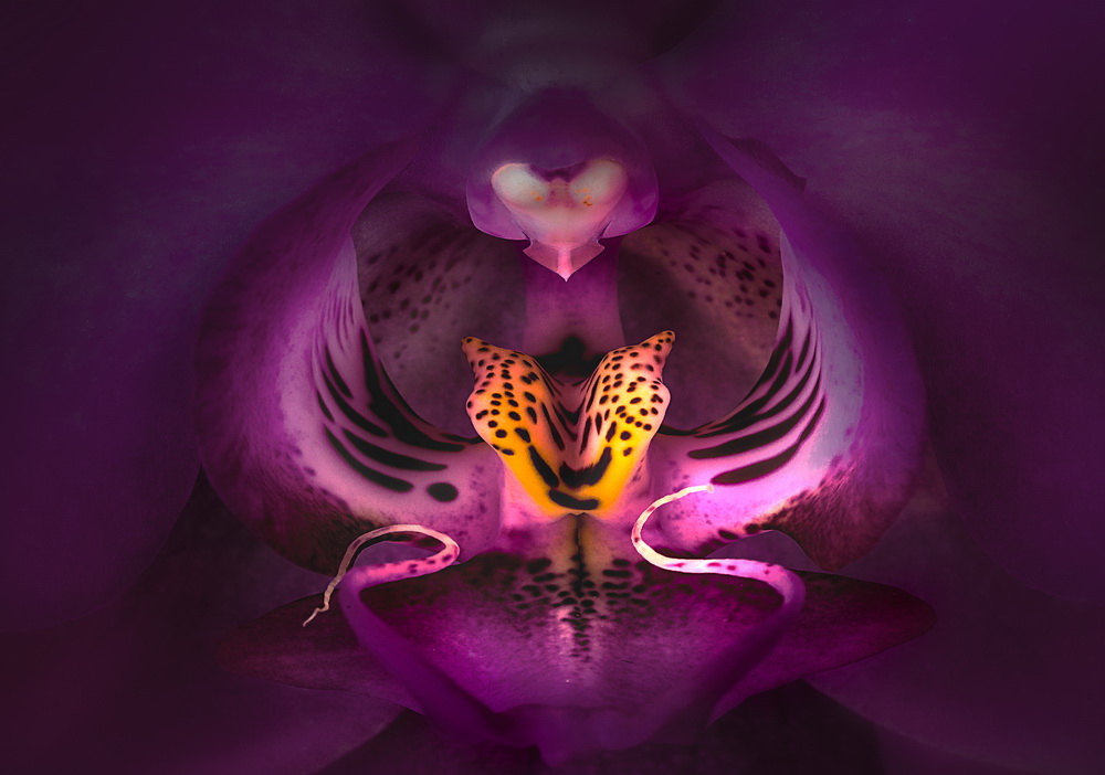 Orchide Macro