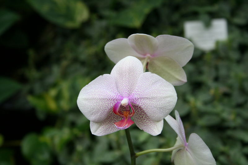Orchide Makro