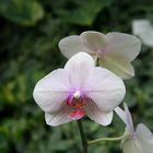 Orchide Makro