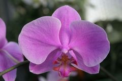Orchide Makro 2