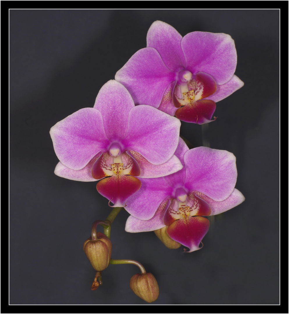 Orchide Phalaenopsis