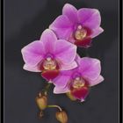 Orchide Phalaenopsis