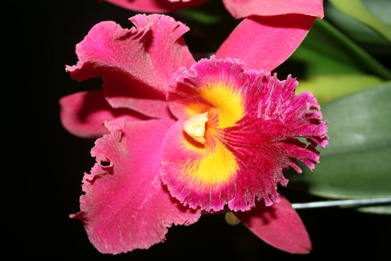 Orchide rot 01