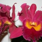 Orchide rot 02