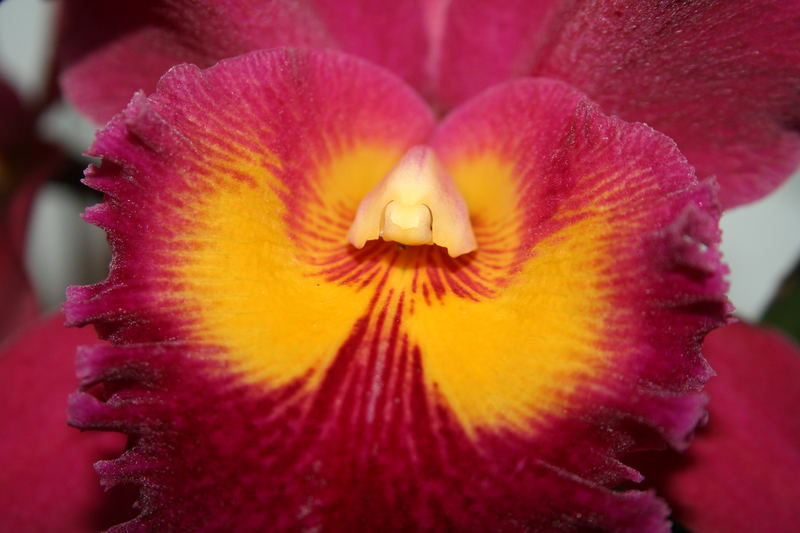 Orchide rot 03
