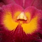 Orchide rot 03