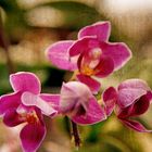 Orchide1!