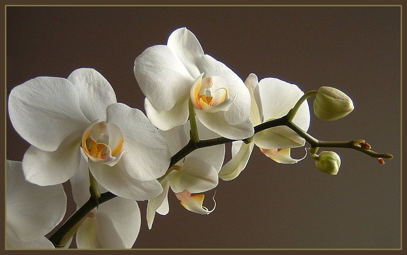 Orchidea